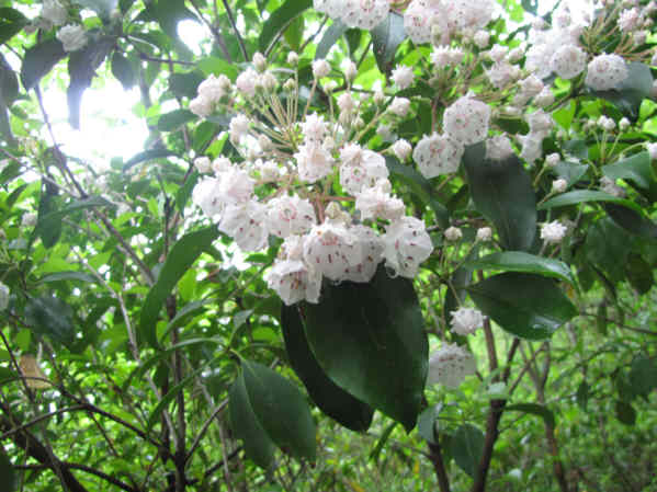 Mountain Laurel