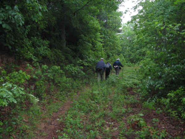 If you like green, you will love this trail!