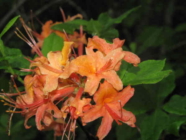 Beautiful Flame Azalea