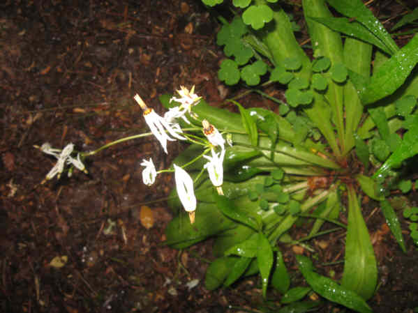 A rare find on our hikes - Shooting Stars (Dodecatheon meadia)