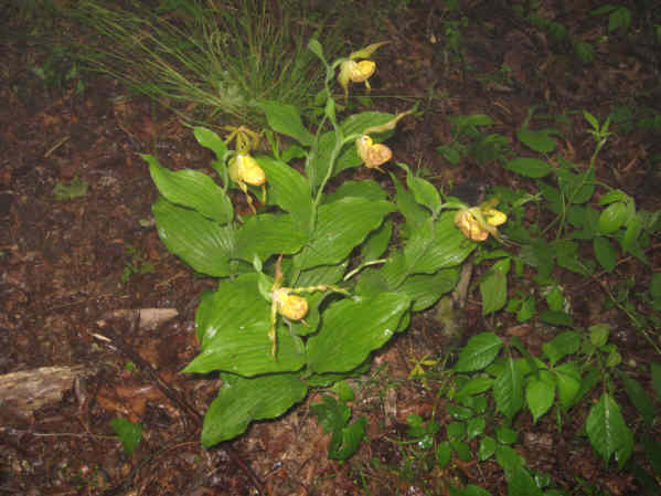Another rare treat- Yellow Lady Slippers
