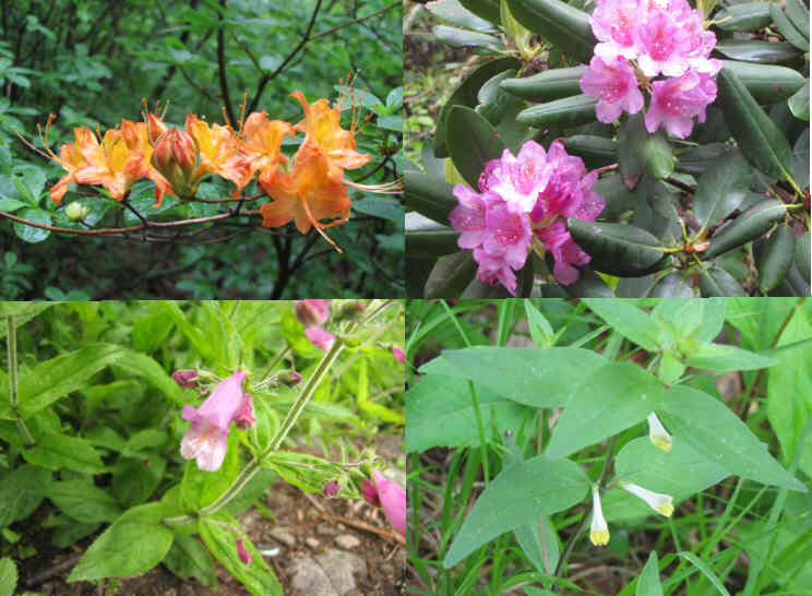 Wildflowers were spectacular today. Here are a few of today's flowers. (top left then clockwise) Flame Azalea, Catawba Rhododendron, Cow-wheat, Beardtongue.