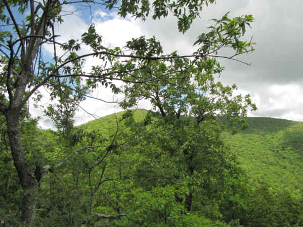 As we approach Tray Gap, we see Tray Mountain ahead.