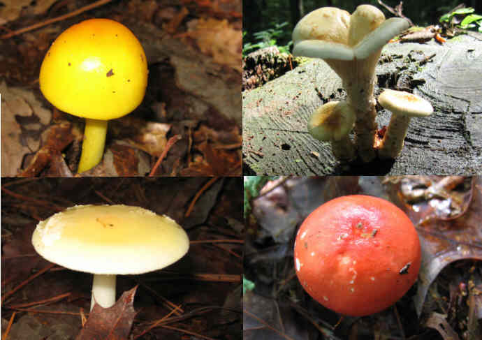 Fungi of the week!