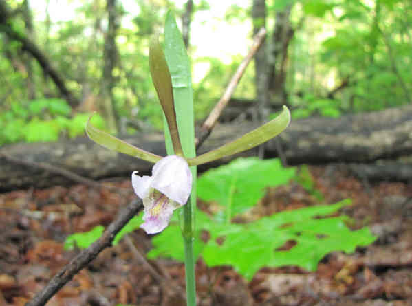 Rare sighting for us: Rosebud Orchid