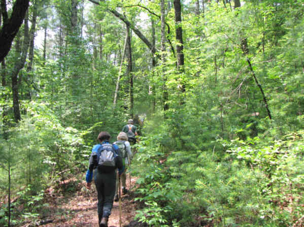 A beautiful hike through the lush green forest.