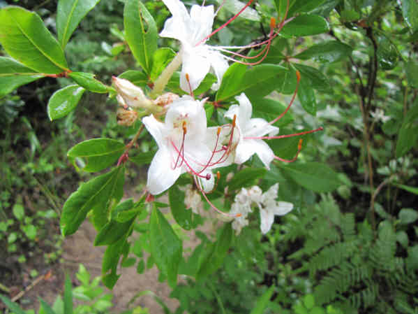 Fragrant Sweet Azaleas were blooming near the river.