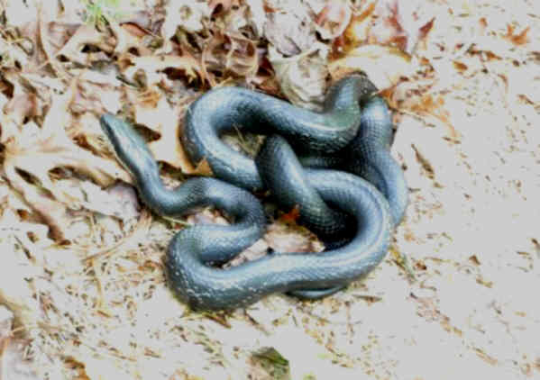 A nice Black King Snake!