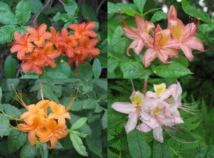 A few of the amazing native azaleas in peak bloom today!
