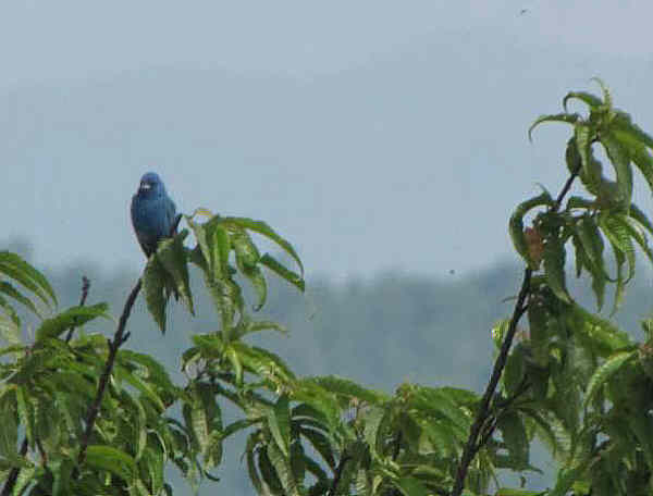 Indigo Bunting at the summit!