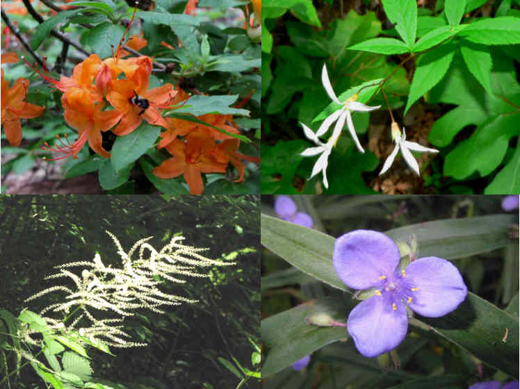 Some of today's wildflowers (top left then clockwise) Flame Azalea, Indian Physic, Spiderwort, Goat's Beard.