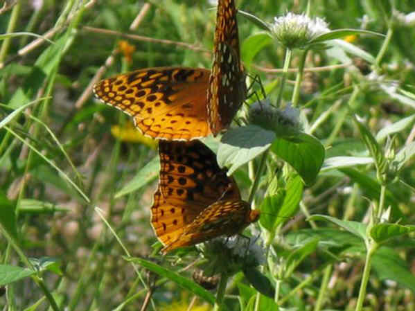 Butterflies enjoying the Mountain Mint.