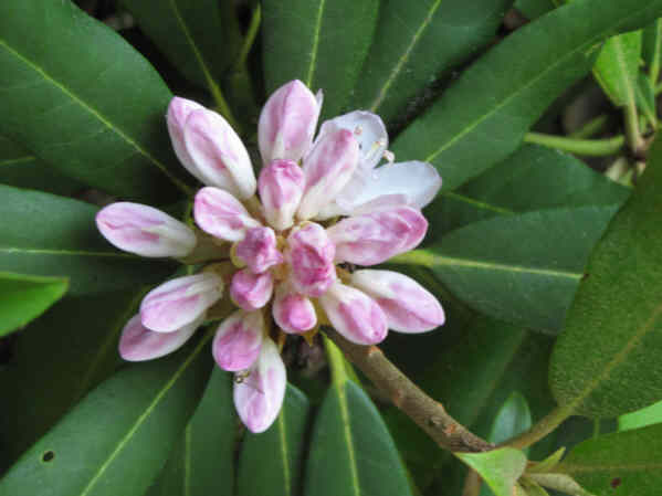 Rosebay Rhododendrons are beginning to bloom!