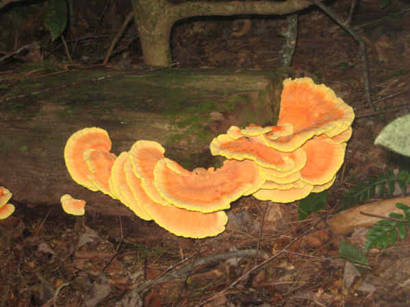 Colorful Fungus