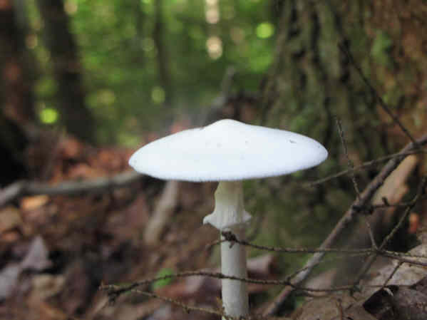 Lots of nice mushrooms!
