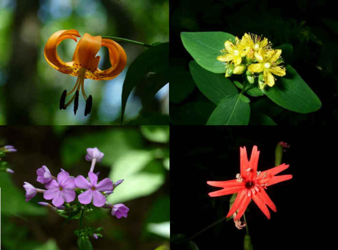 Some of today's wildflowers (top left then clockwise) Turk's Cap Lily, St. Johns Wort, Fire Pink, Mountain Pholx.