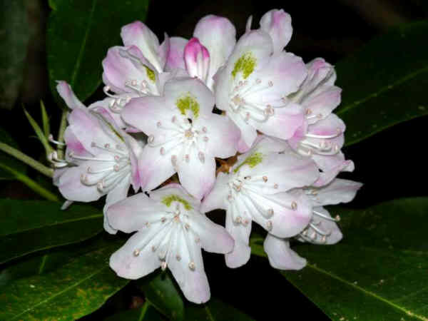 The Rosebay Rhododendrons were in peak bloom!
