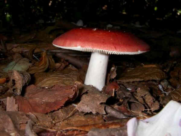 Colorful mushroom