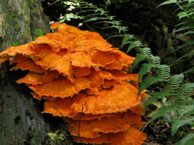 Beautiful fungus!