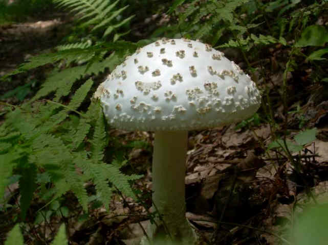 Mushroom of the week!