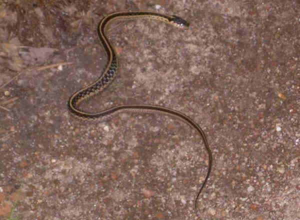 Sharing the trail with a Garter Snake