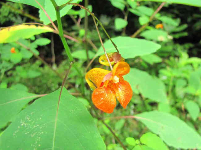 Spotted Jewelweed
