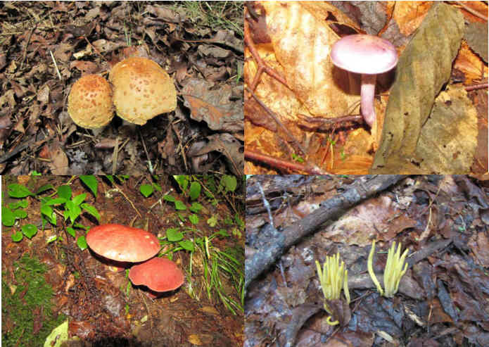 Fungi of the week!