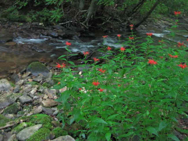 Bee Balm blooming along the creek