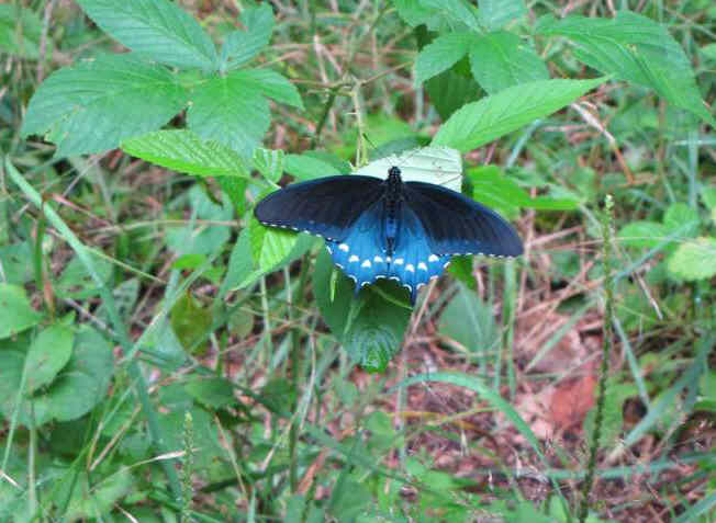 A nice butterfly!