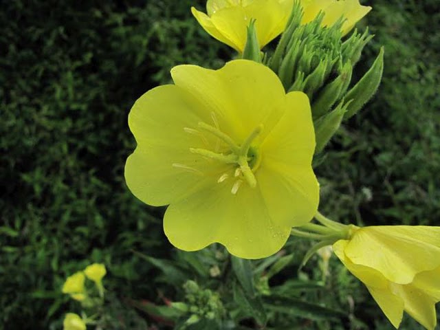 Wildflower "Evening Primrose"