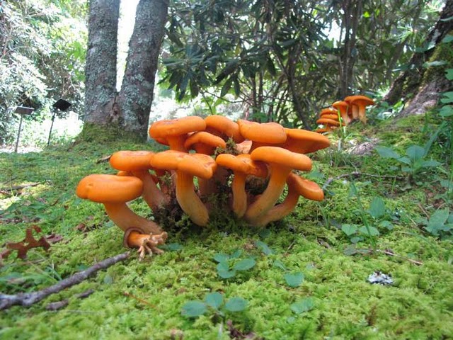 Mushrooms of the week!