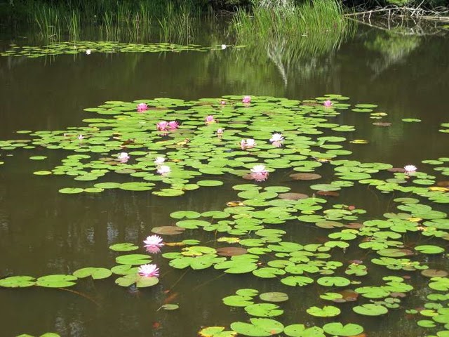 On the Lake loop trail, we find beautiful Water Lilies blooming.