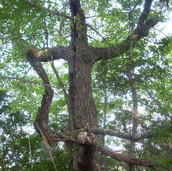 This old tree has character!