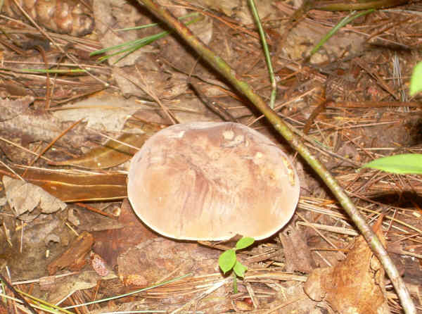 Mushroom of the week!