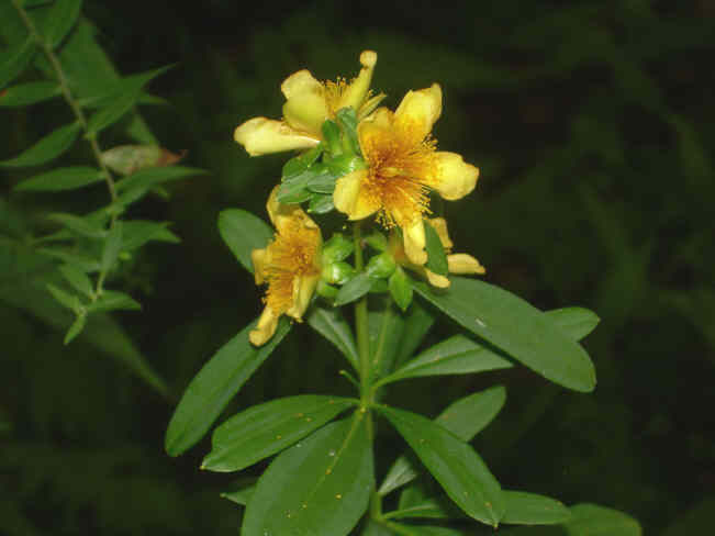 St. John's Wort.