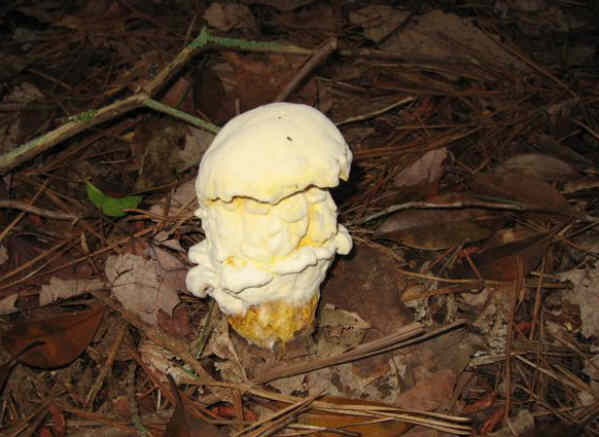 Ice Cream Cone Mushroom!