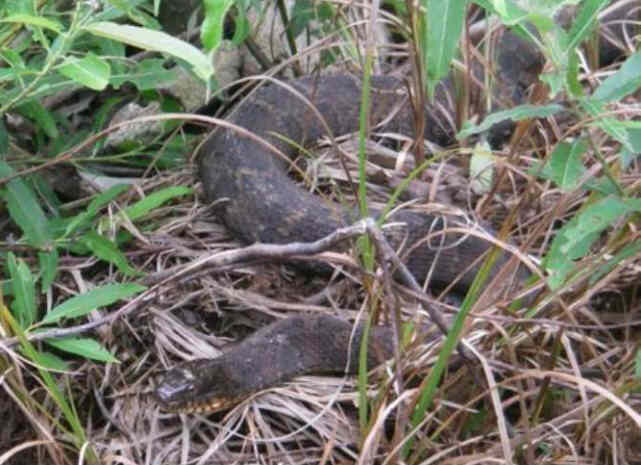 A large Brown Water Snake on the shore of the river.