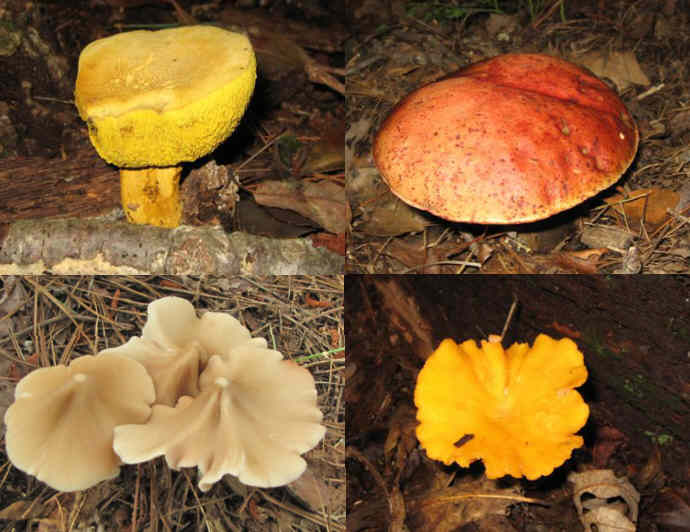 Some of today's fungi!