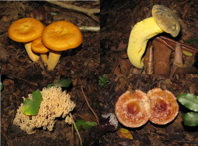 Fungi of the week!