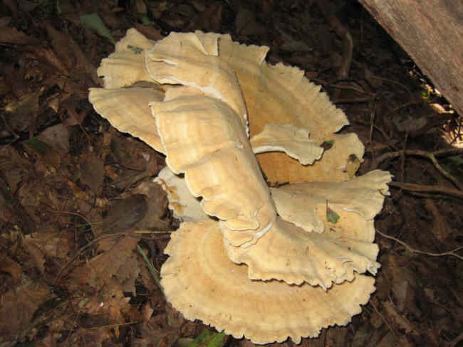 Huge mushroom/fungus!