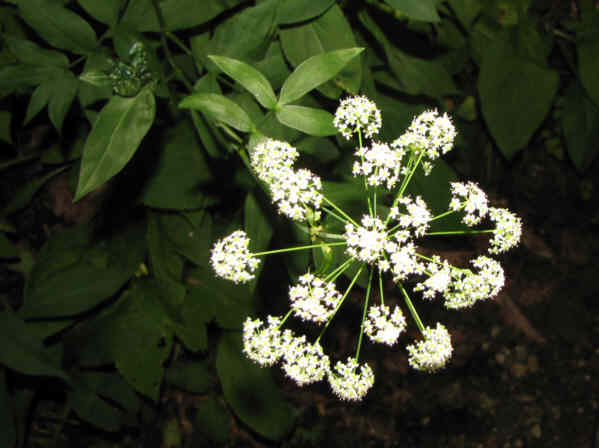 Wild Parsley