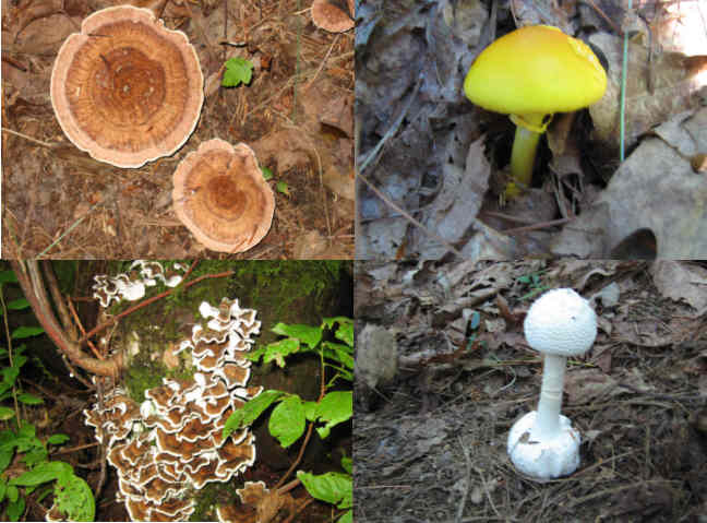 Some of today's mushrooms!