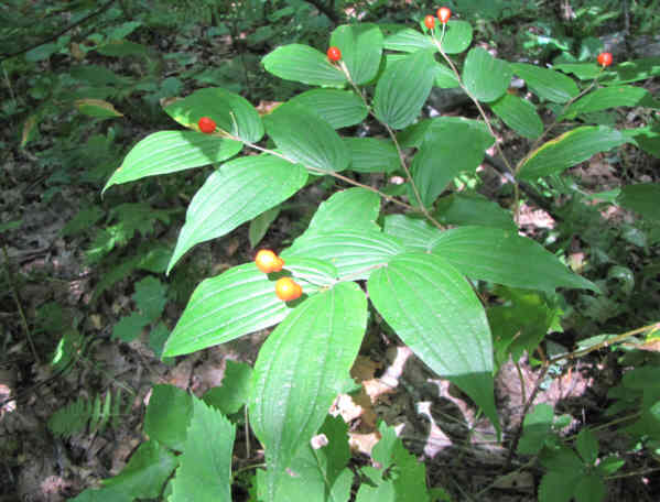 Brightly colored berries of Yellow Mandarin.