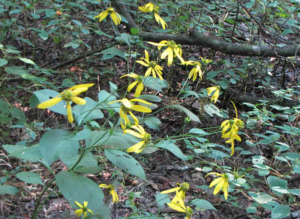 Rudbeckia - Wild Golden Glow.