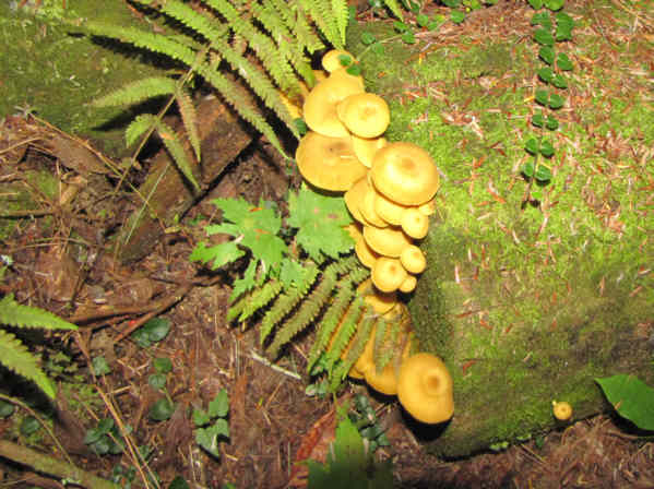 Mushrooms of the week!