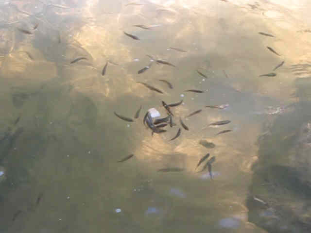 We fed the minnows bread crumbs. These are Redhorse Minnows.
