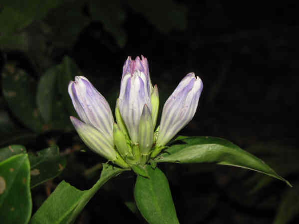 A sure sign of fall - Mountain Gentian is blooming.