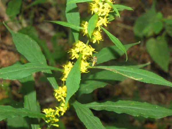 Goldenrod with insect