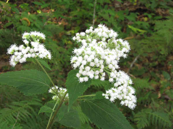 White Snakeroot