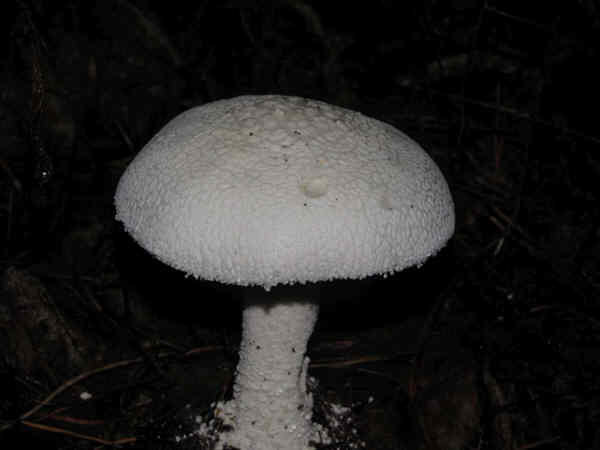 Mushroom of the week!